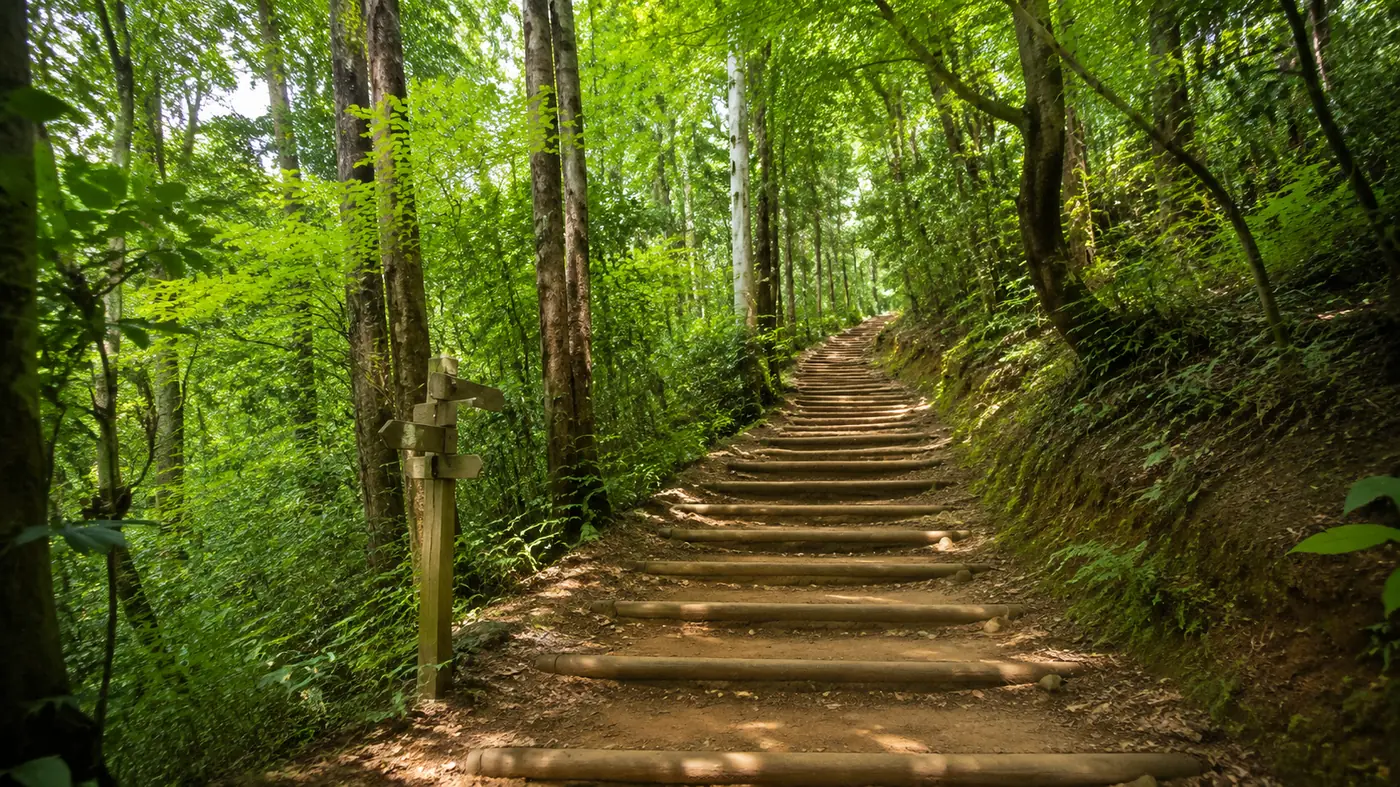 The forest path climbing toward the monkey park summit