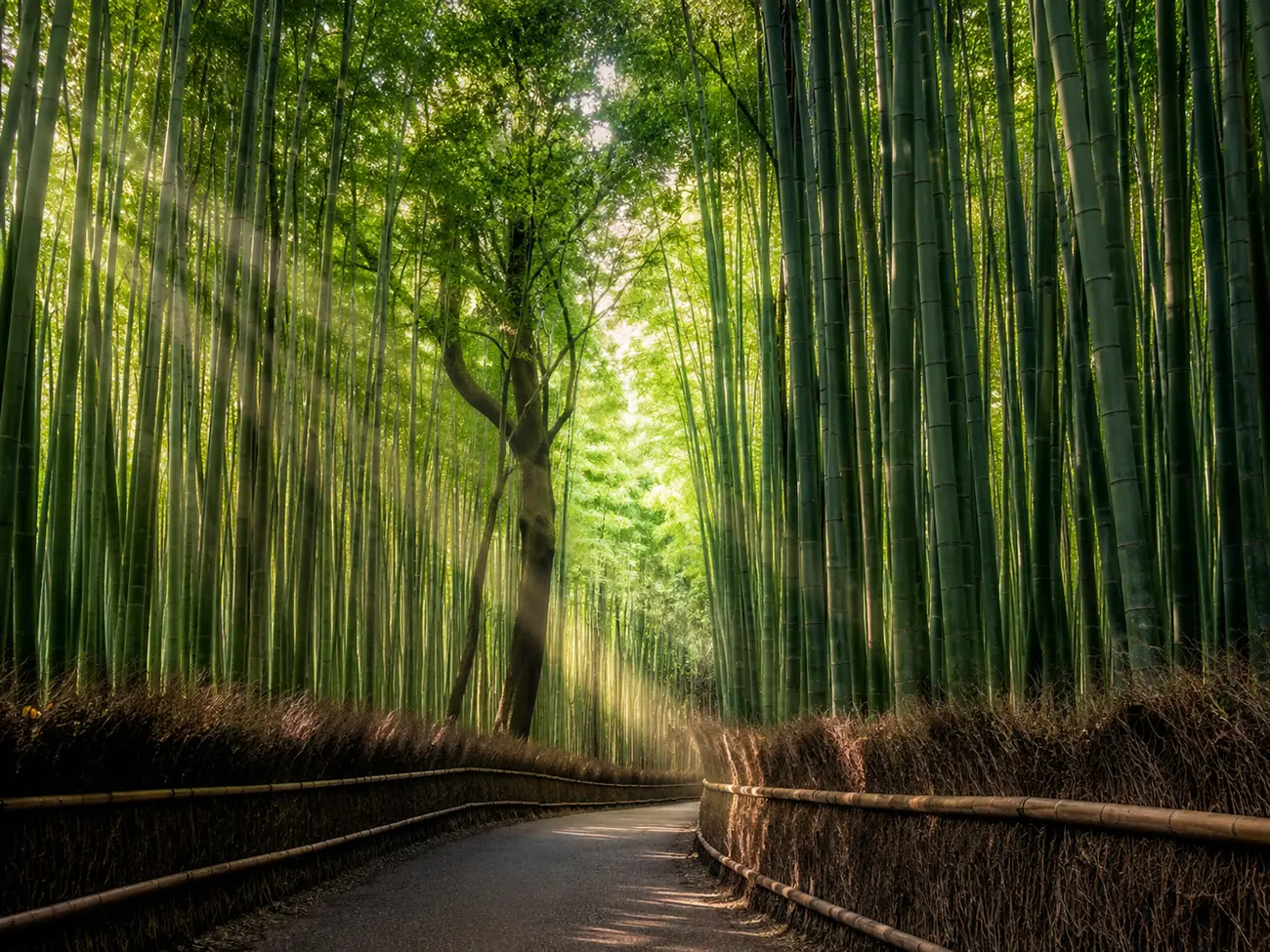 The famous Arashiyama Bamboo Grove