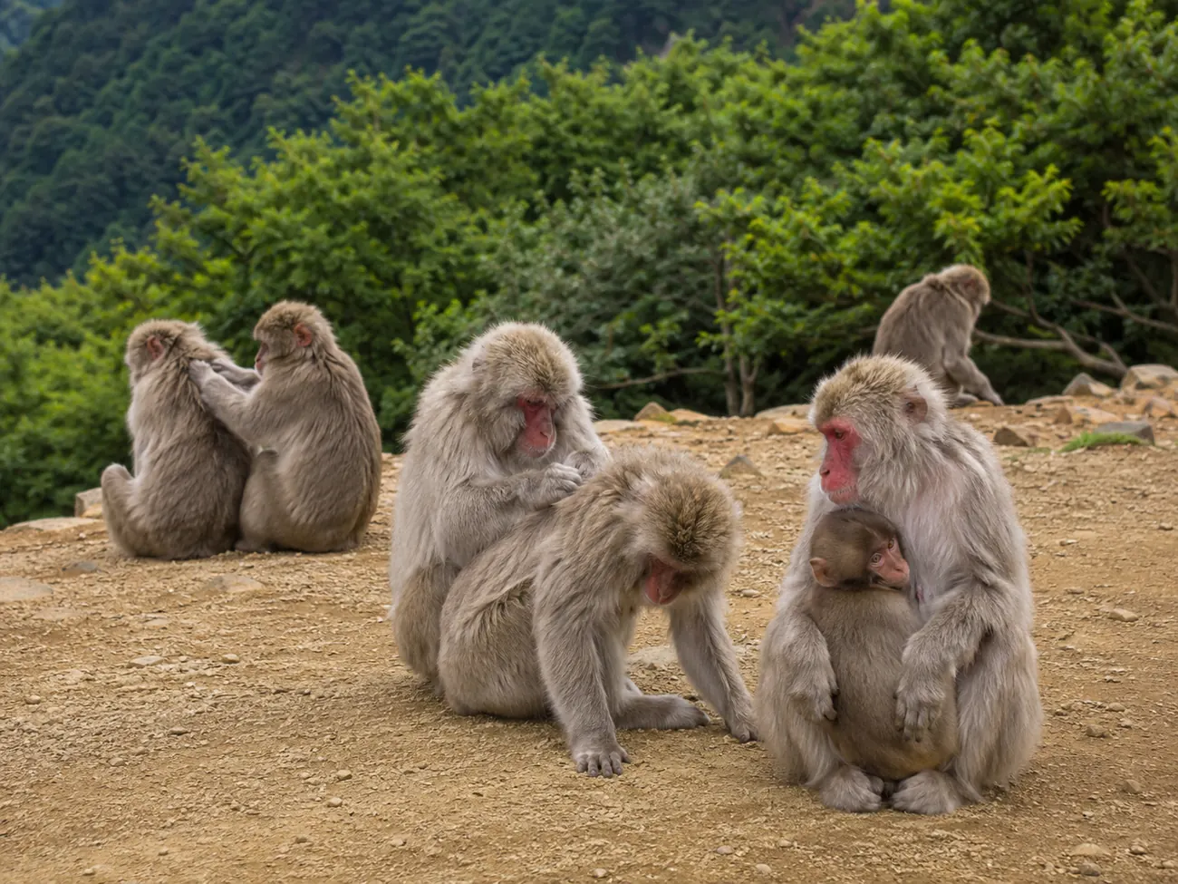 Wild Japanese macaques feeding inside the summit hut